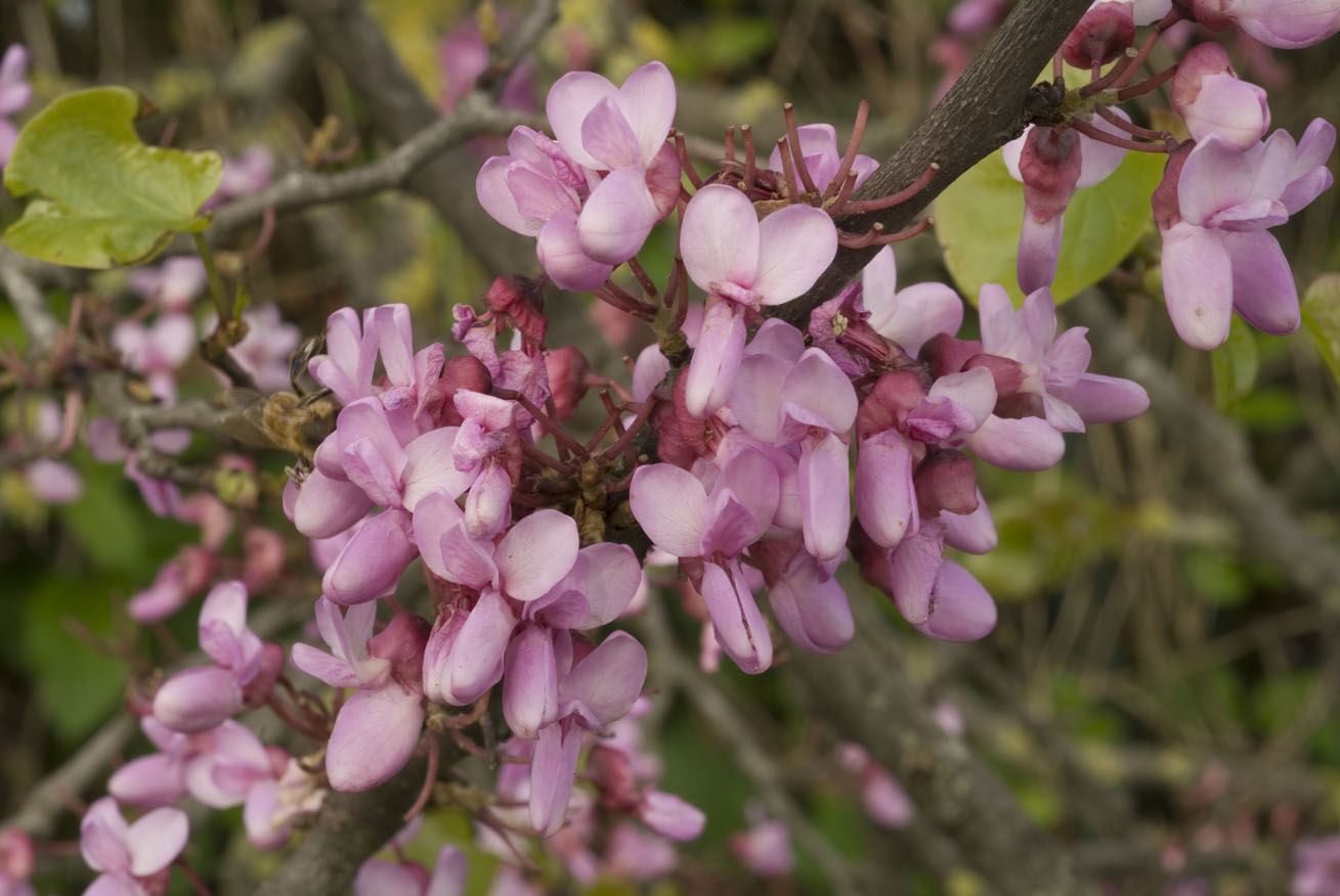 Cercis siliquastrum / Albero di Giuda